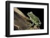 Leptopelis Vermiculatus (Amani Forest Treefrog, Big-Eyed Treefrog)-Paul Starosta-Framed Photographic Print