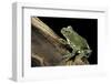 Leptopelis Vermiculatus (Amani Forest Treefrog, Big-Eyed Treefrog)-Paul Starosta-Framed Photographic Print