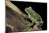 Leptopelis Vermiculatus (Amani Forest Treefrog, Big-Eyed Treefrog)-Paul Starosta-Mounted Photographic Print