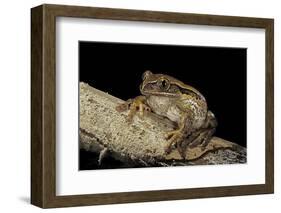 Leptopelis Vermiculatus (Amani Forest Treefrog, Big-Eyed Treefrog)-Paul Starosta-Framed Photographic Print