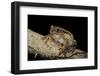 Leptopelis Vermiculatus (Amani Forest Treefrog, Big-Eyed Treefrog)-Paul Starosta-Framed Photographic Print