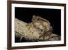 Leptopelis Vermiculatus (Amani Forest Treefrog, Big-Eyed Treefrog)-Paul Starosta-Framed Photographic Print