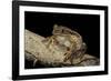 Leptopelis Vermiculatus (Amani Forest Treefrog, Big-Eyed Treefrog)-Paul Starosta-Framed Photographic Print