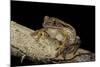 Leptopelis Vermiculatus (Amani Forest Treefrog, Big-Eyed Treefrog)-Paul Starosta-Mounted Photographic Print