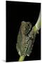 Leptopelis Vermiculatus (Amani Forest Treefrog, Big-Eyed Treefrog)-Paul Starosta-Mounted Photographic Print