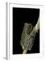 Leptopelis Vermiculatus (Amani Forest Treefrog, Big-Eyed Treefrog)-Paul Starosta-Framed Photographic Print