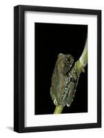 Leptopelis Vermiculatus (Amani Forest Treefrog, Big-Eyed Treefrog)-Paul Starosta-Framed Photographic Print