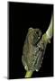 Leptopelis Vermiculatus (Amani Forest Treefrog, Big-Eyed Treefrog)-Paul Starosta-Mounted Photographic Print