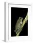 Leptopelis Vermiculatus (Amani Forest Treefrog, Big-Eyed Treefrog)-Paul Starosta-Framed Photographic Print