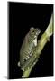 Leptopelis Vermiculatus (Amani Forest Treefrog, Big-Eyed Treefrog)-Paul Starosta-Mounted Photographic Print