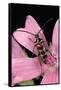 Leptura Aurulenta (Longhorn Beetle)-Paul Starosta-Framed Stretched Canvas