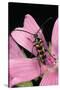 Leptura Aurulenta (Longhorn Beetle)-Paul Starosta-Stretched Canvas