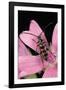 Leptura Aurulenta (Longhorn Beetle)-Paul Starosta-Framed Photographic Print