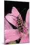 Leptura Aurulenta (Longhorn Beetle)-Paul Starosta-Mounted Photographic Print