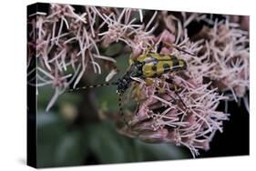 Leptura Maculata (Spotted Longhorn Beetle)-Paul Starosta-Stretched Canvas