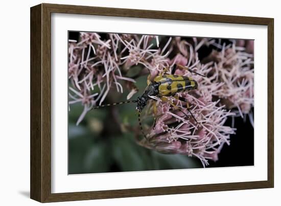 Leptura Maculata (Spotted Longhorn Beetle)-Paul Starosta-Framed Photographic Print