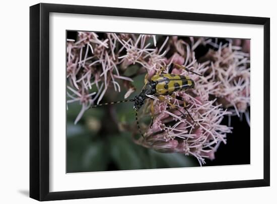 Leptura Maculata (Spotted Longhorn Beetle)-Paul Starosta-Framed Photographic Print