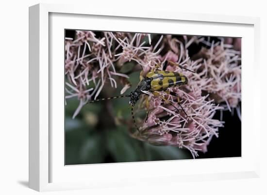 Leptura Maculata (Spotted Longhorn Beetle)-Paul Starosta-Framed Photographic Print