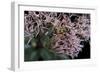 Leptura Maculata (Spotted Longhorn Beetle)-Paul Starosta-Framed Photographic Print