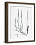 Lepturus Filiformis Sea Hard-Grass-null-Framed Giclee Print