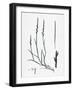 Lepturus Filiformis Sea Hard-Grass-null-Framed Giclee Print