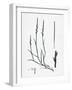 Lepturus Filiformis Sea Hard-Grass-null-Framed Giclee Print