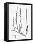 Lepturus Filiformis Sea Hard-Grass-null-Framed Stretched Canvas