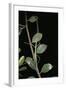 Leptynia Hispanica (Spanish Stick Insect)-Paul Starosta-Framed Photographic Print