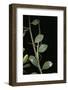 Leptynia Hispanica (Spanish Stick Insect)-Paul Starosta-Framed Photographic Print