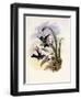 Lerch's Sapphire, Timolia Lerchi-John Gould-Framed Giclee Print