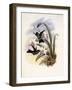 Lerch's Sapphire, Timolia Lerchi-John Gould-Framed Giclee Print