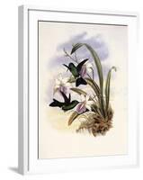 Lerch's Sapphire, Timolia Lerchi-John Gould-Framed Giclee Print