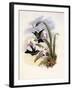 Lerch's Sapphire, Timolia Lerchi-John Gould-Framed Giclee Print