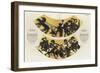 Lernaean Hydra-null-Framed Giclee Print