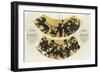 Lernaean Hydra-null-Framed Giclee Print