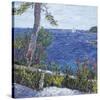 Les Aloes du Cap-Tania Forgione-Stretched Canvas