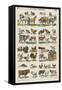 Les animaux domestiques-null-Framed Stretched Canvas