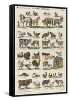 Les animaux domestiques-null-Framed Stretched Canvas