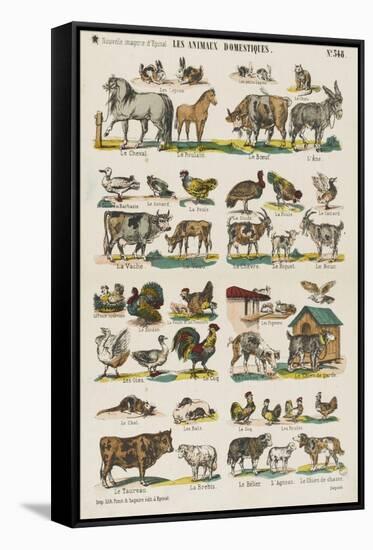 Les animaux domestiques-null-Framed Stretched Canvas