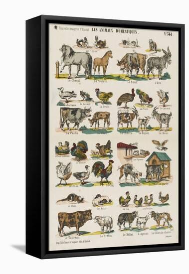 Les animaux domestiques-null-Framed Stretched Canvas
