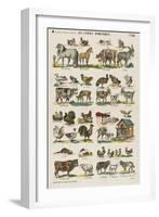 Les animaux domestiques-null-Framed Giclee Print