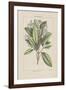 Les Botaniques I-Georg Dionysius Ehret-Framed Giclee Print