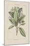Les Botaniques I-Georg Dionysius Ehret-Mounted Giclee Print