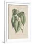 Les Botaniques III-Georg Dionysius Ehret-Framed Giclee Print