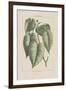 Les Botaniques III-Georg Dionysius Ehret-Framed Giclee Print