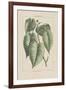 Les Botaniques III-Georg Dionysius Ehret-Framed Giclee Print