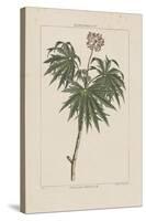 Les Botaniques IV-Georg Dionysius Ehret-Stretched Canvas