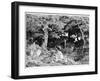 Les Chenes De Roche, C1832- 1860-Theodore Rousseau-Framed Giclee Print