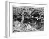 Les Chenes De Roche, C1832- 1860-Theodore Rousseau-Framed Giclee Print