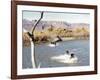 Les Cheyennes CHEYENNE AUTUMN by JohnFord, 1964 (photo)-null-Framed Photo